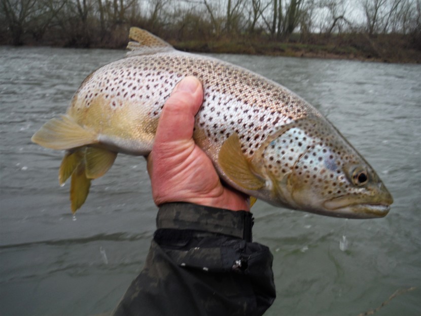 Early season Wye trout